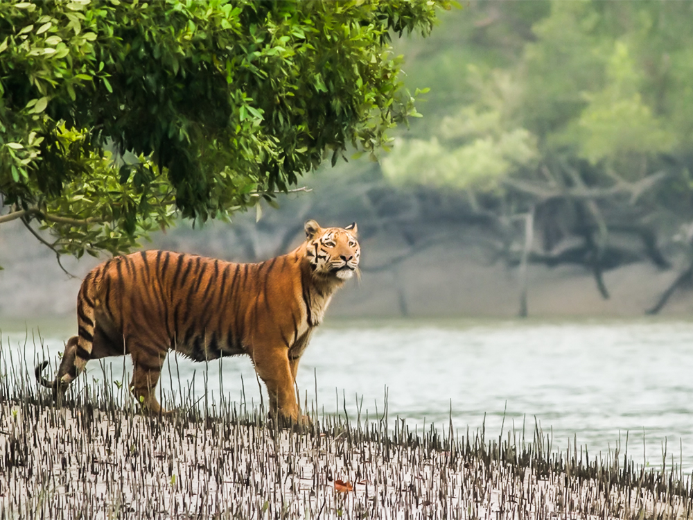 Sundarbans